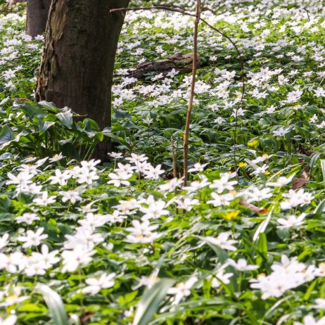 zawilec gajowy anemone nemorosa