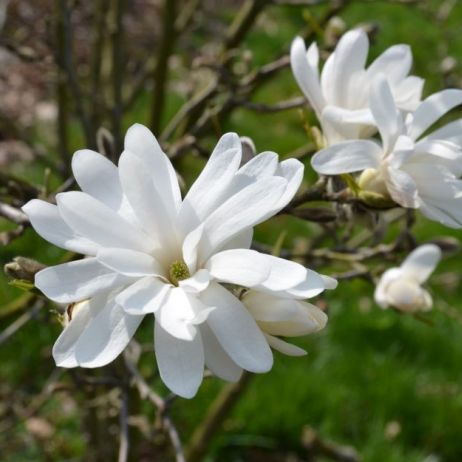 magnolia-gwiazdzista-magnolia-stellata_2.jpeg
