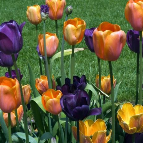 tulipany-triumph-prinses-irene-zdj-fotolia-com.jpeg
