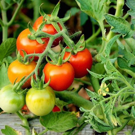 pomidory-z-odmiany-cherry-najbardziej-nadaja-sie-do-uprawy-donicowej-ich-balkonowa-czy-tarasowa-pielegnacja-sprowadza-sie-jednak-do-tych-samych-zabiegow-co-przy-odmianach-gruntowych-zdj-adobe-stock.jpeg