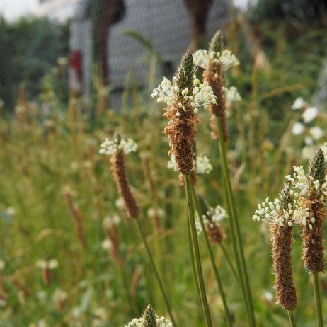 babka lancetowata plantago lanceolata