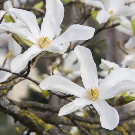 magnolia-gwiazdzista-magnolia-stellata_1.jpeg