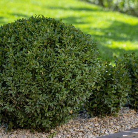 bukszpan-zwyczajny-buxus-sempervirens-zdj-adobe-stock.jpeg