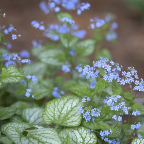 Brunera wielkolistna Brunnera macrophylla