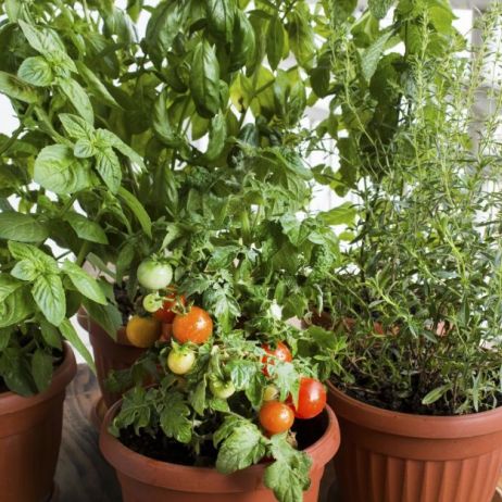 balkon-z-warzywami.jpeg