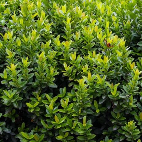 bukszpan-buxus-zdj-fotolia-com.jpeg