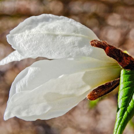 magnolia isis