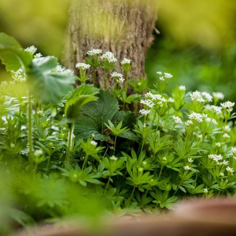 Marzanka  wonna galium odoratum