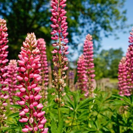 lubin-trwaly-lupinus-polyphyllus-zdj-adobe-stock.jpeg