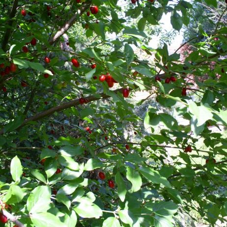 czerwone-owoce-derenia-jadalnego-sa-bogatym-zrodlem-witaminy-c.jpeg