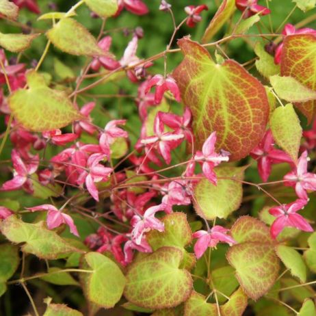 epimedium_1.jpeg