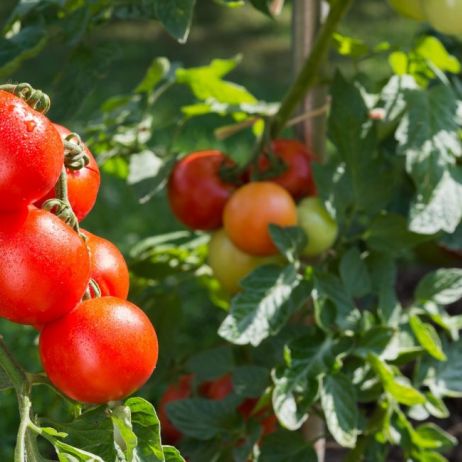 dorodne-pomidory-na-krzaku-zdj-fotolia-com.jpeg