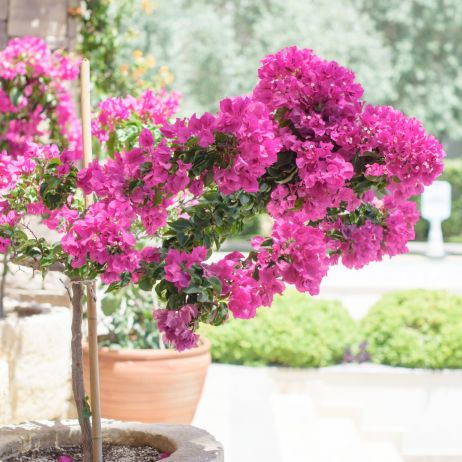 Bougainvillea doniczka