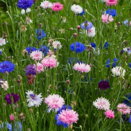 chaber centaurea