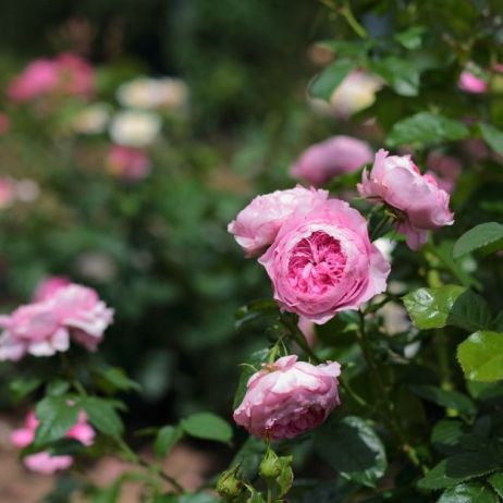 roze-w-rosarium.jpeg