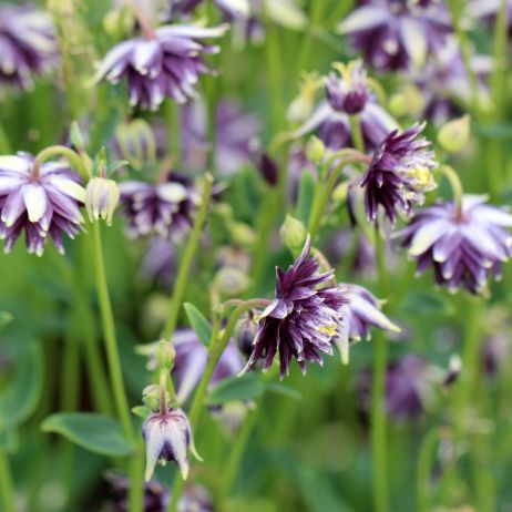 orlik pospolity aquilegia vulgaris