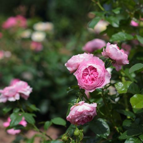 róże w rosarium