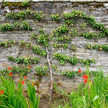 espalier-nie-jest-tak-trudny-w-prowadzeniu-jak-moze-sie-to-na-poczatku-wydawac-sztuka-ta-swoj-sekret-skrywa-w-przemyslanym-cieciu-letnim-i-mocowaniu-glownych-galezi-na-stelazu-zdj-adobe-stock.jpeg