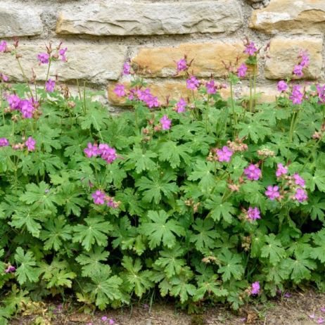 bodziszek-korzeniasty-geranium-macrorrhizum.jpeg