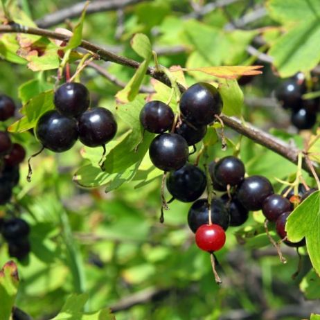 porzeczkoagrest-ribes-nidigrolaria.jpeg