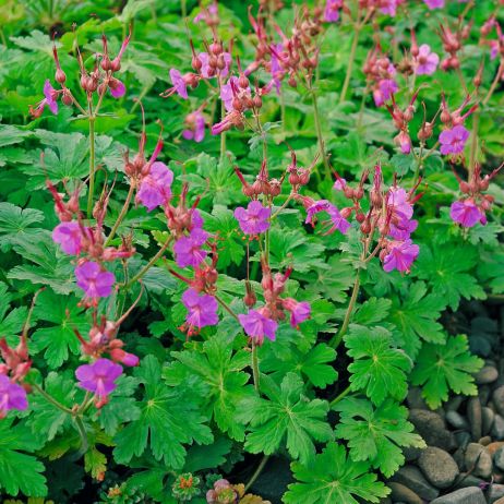 Geranium Cambridge