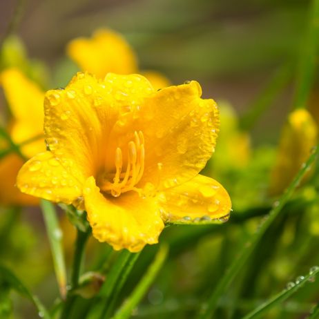 Liliowiec Hemerocallis  ‘Stella de Oro’