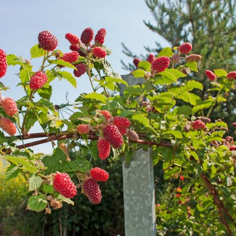 malinojeżyna Rubus fruticosus x idaeus