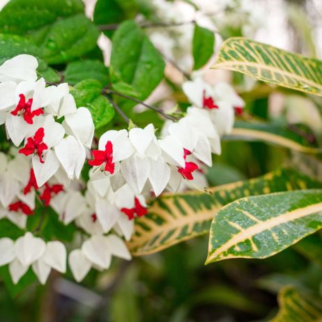 klerodendron Thomsona