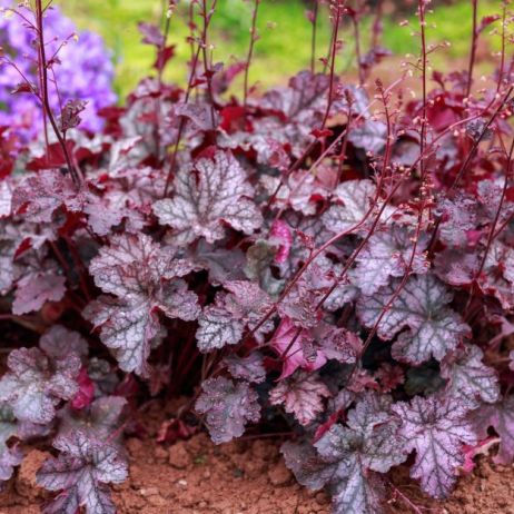zurawka-heuchera-zdj-adobe-stock.jpeg