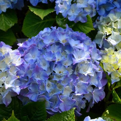 zdecydowanie-najpopularniejsze-hortensje-to-te-o-niebieskim-zabarwieniu-kwiatow-zdj-fotolia-com.jpeg