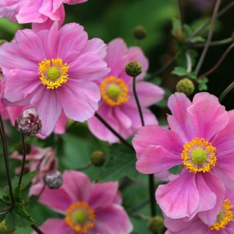 piekne-kwiaty-zawilca-japon-skiego-anemone-japonica-ostatni-raz-kwitna-w-pazdzierniku-zdj-fotolia-com.jpeg