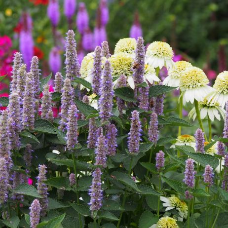 kłosowiec agastache