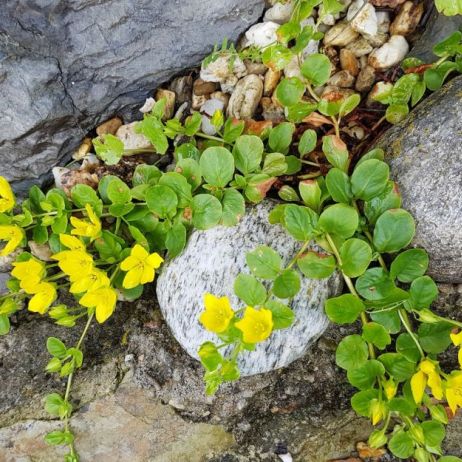 tojesc-rozeslana-lysimachia-nummularia-zdj-fotolia-com.jpeg