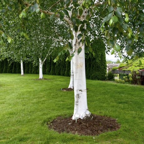 brzoza pożyteczna betula utilis