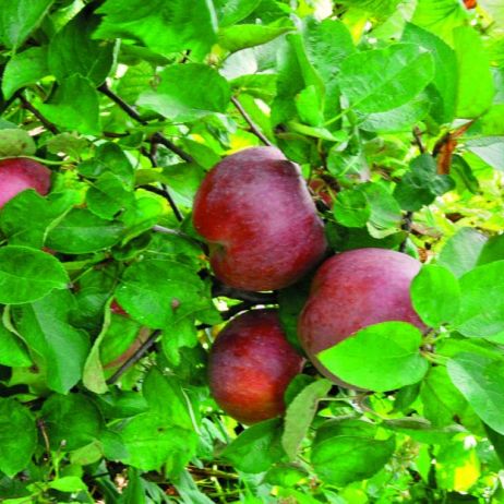 jablka-odmiany-malinowa-oberlandzka-dojrzewaja-pod-koniec-wrzesnia-maja-kruchy-i-aromatyczny-miazsz.jpeg