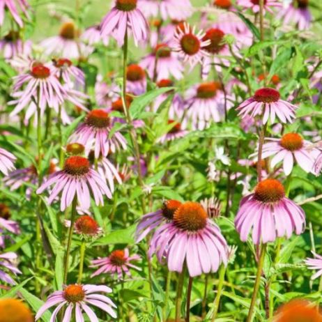 jez-o-wka-purpurowa-echinacea-purpurea-zdj-fotolia-com.jpeg