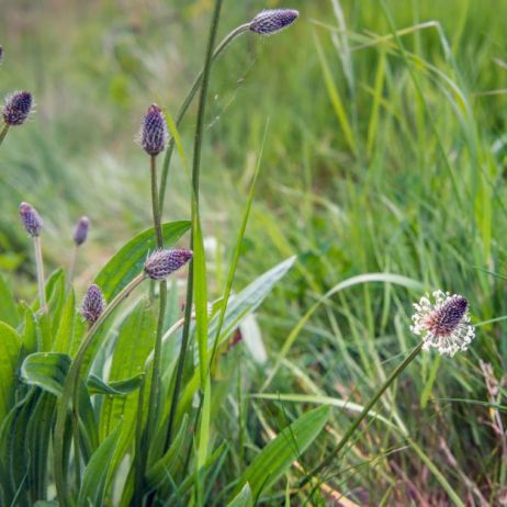 babka-lancetowata-plantago-lanceolata.jpeg