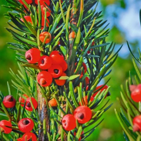 taxus-media-oliwka.jpeg