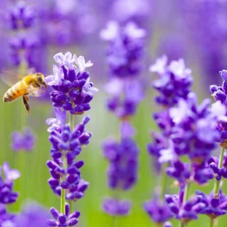 pszczola-na-lawendzie.jpeg