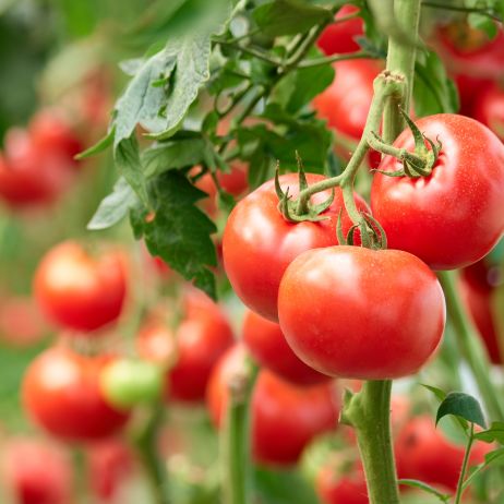 Przepis na udaną uprawę pomidorów