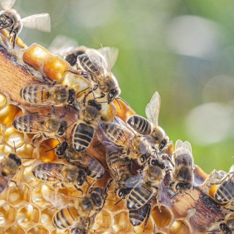 Ochrona pszczół