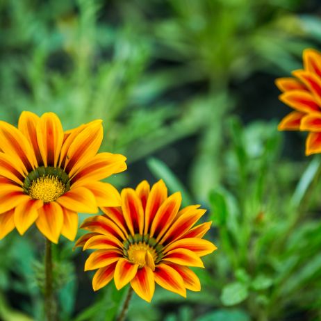 Gazania lśniąca