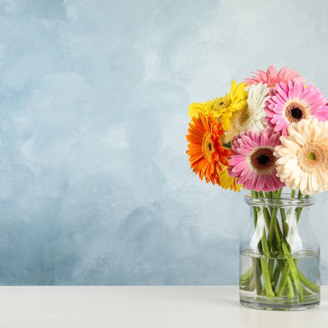 Gerbera - charakterystyka i pielęgnacja