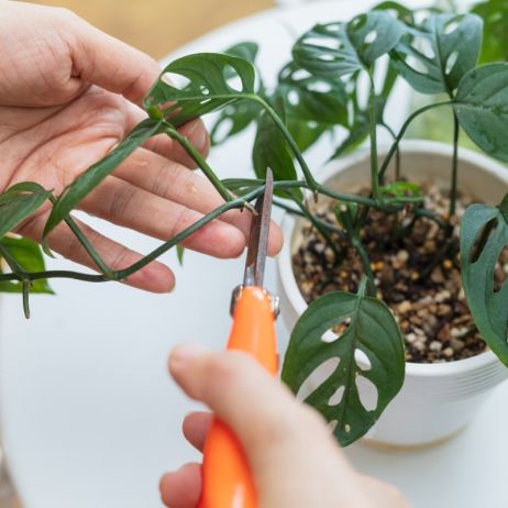 Jak pielęgnować rośliny doniczkowe?