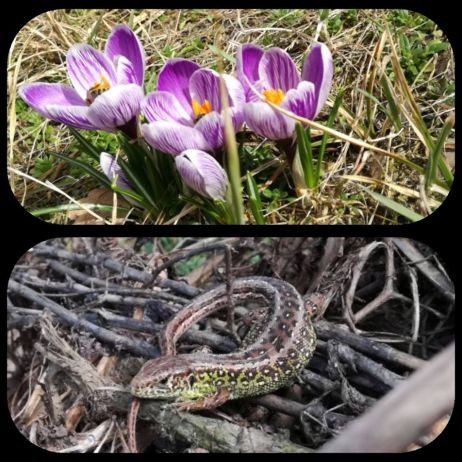 Krokusy i jaszczurka