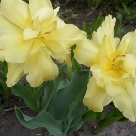 Ulubione tulipany