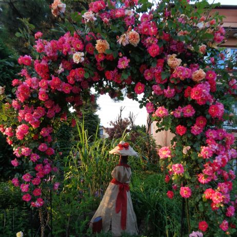 Pnąca róza wita gości