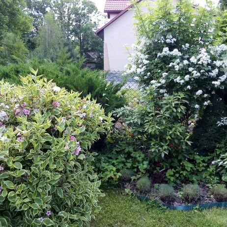 Delikatna biała róża i niezawodna różowa krzewuszka.