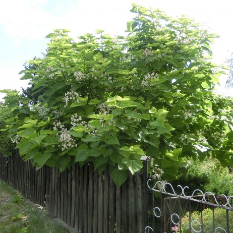 Katalpa, moja największa duma