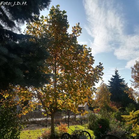 widok na ogród